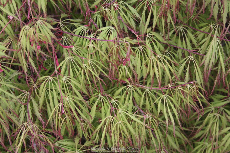 Acer palmatum 'Spring Delight' Japanese Maple