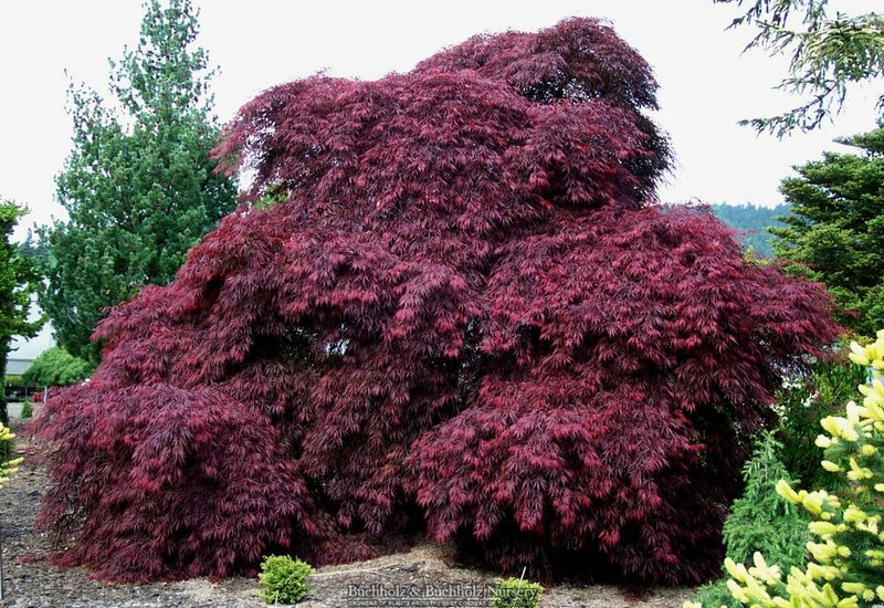 Acer palmatum 'Tamukeyama' Weeping Japanese Maple