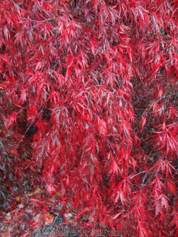 Acer palmatum 'Tamukeyama' Weeping Japanese Maple