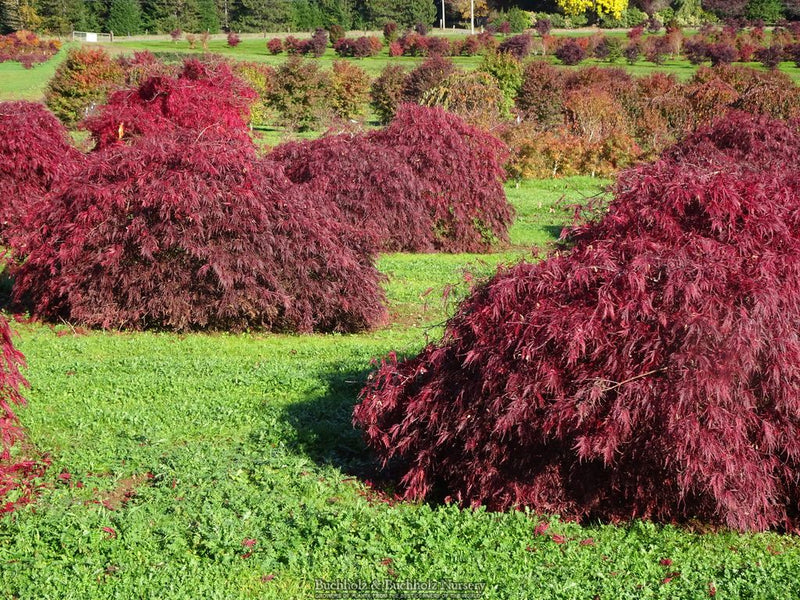 Acer palmatum 'Tamukeyama' Weeping Japanese Maple