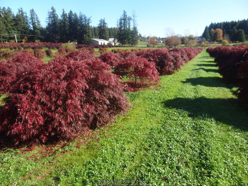 Acer palmatum 'Tamukeyama' Weeping Japanese Maple