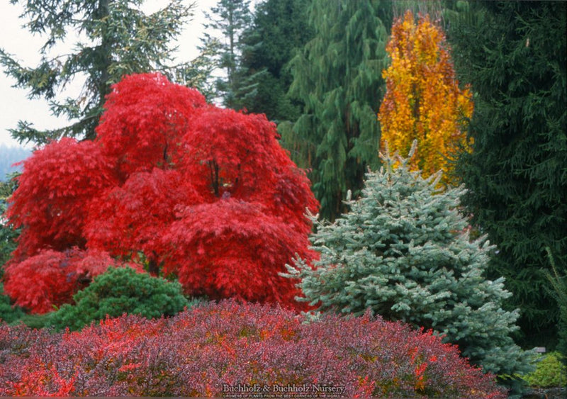 Acer palmatum 'Tamukeyama' Weeping Japanese Maple