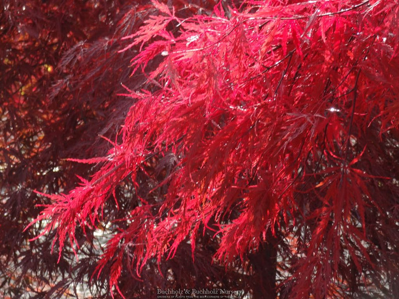 Acer palmatum 'Tamukeyama' Weeping Japanese Maple