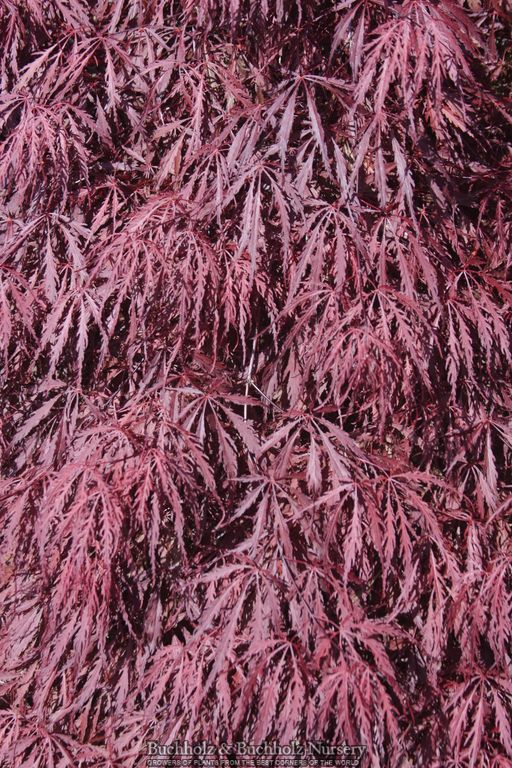 Acer palmatum 'Tamukeyama' Weeping Japanese Maple