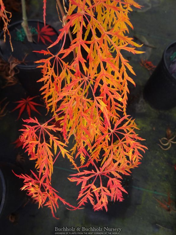 Acer palmatum 'Tamukeyama' Weeping Japanese Maple