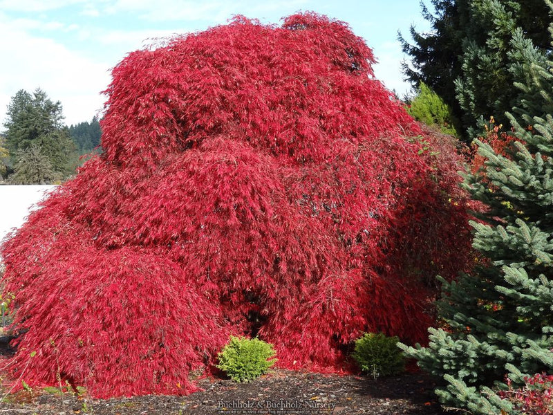 Acer palmatum 'Tamukeyama' Weeping Japanese Maple