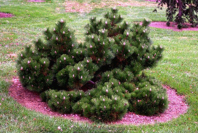 Pinus thunbergii 'Thunderhead' Japanese Black Pine