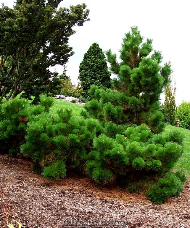 Pinus thunbergii 'Thunderhead' Japanese Black Pine