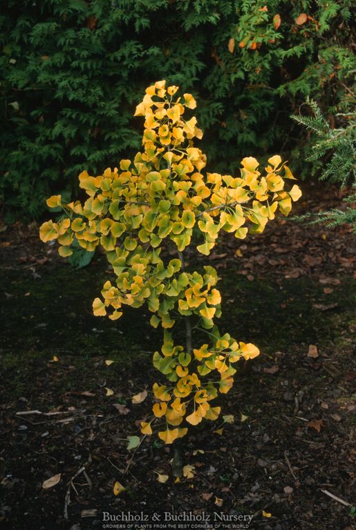 Ginkgo biloba 'Troll' Dwarf Ginkgo Tree