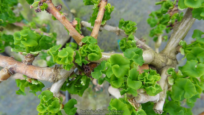 Ginkgo biloba 'Troll' Dwarf Ginkgo Tree