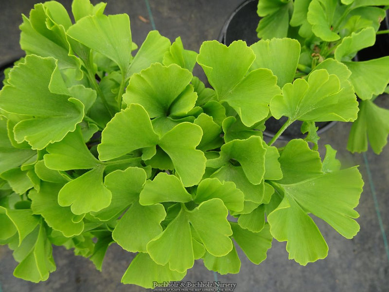 Ginkgo biloba 'Troll' Dwarf Ginkgo Tree