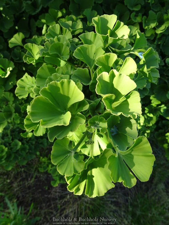 Ginkgo biloba 'Troll' Dwarf Ginkgo Tree