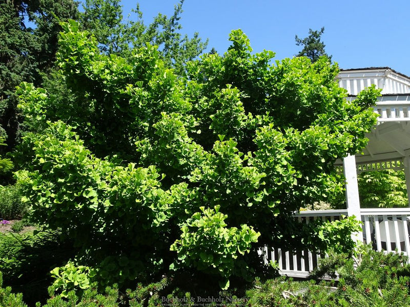 Ginkgo biloba 'Troll' Dwarf Ginkgo Tree