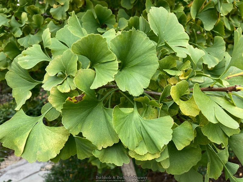 Ginkgo biloba 'Troll' Dwarf Ginkgo Tree