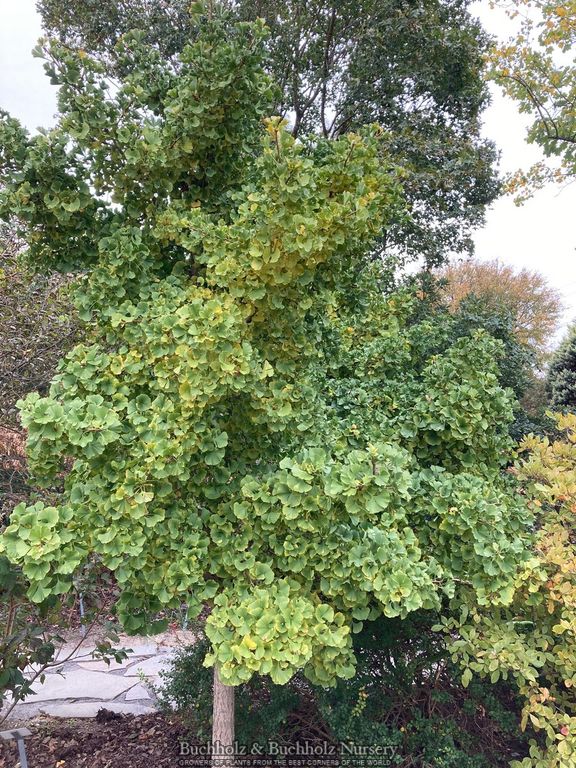 Ginkgo biloba 'Troll' Dwarf Ginkgo Tree