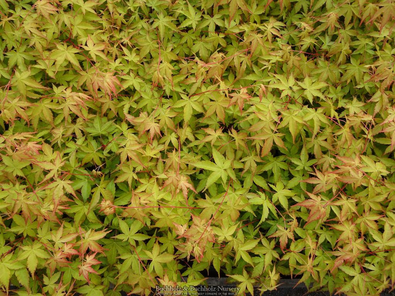 Acer palmatum 'Winter Orange' Orange Coral Bark Japanese Maple